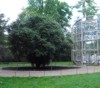 Camelia in Pillnitz