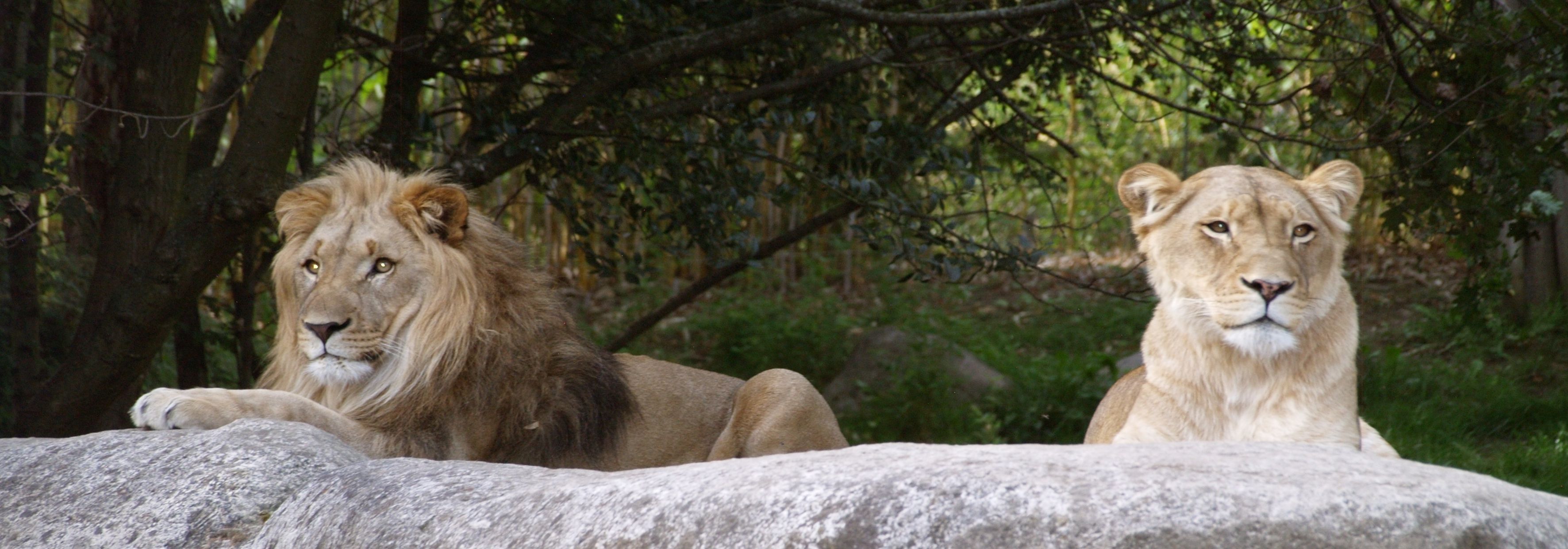 Zoologischer Garten, Leipzig